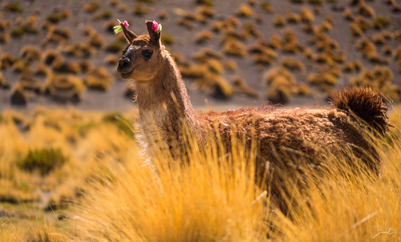 Lama de Bolivie – Bolivian lama